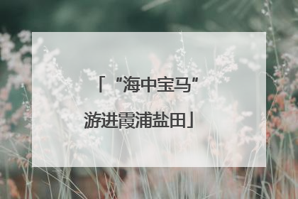 “海中宝马”游进霞浦盐田