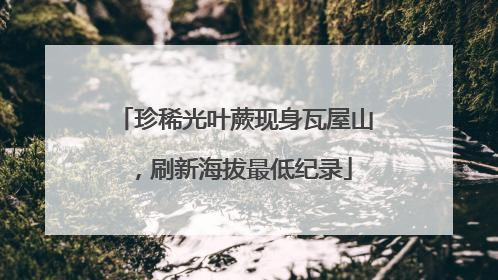 珍稀光叶蕨现身瓦屋山，刷新海拔最低纪录