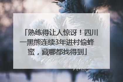 熟练得让人惊讶！四川一黑熊连续3年进村偷蜂蜜，藏哪都找得到