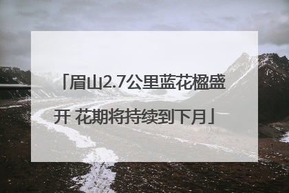 眉山2.7公里蓝花楹盛开 花期将持续到下月