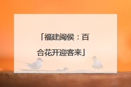 福建闽侯：百合花开迎客来
