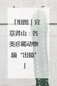 组图｜宜章莽山：各类珍稀动物频“出镜”