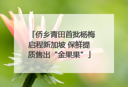 侨乡青田首批杨梅启程新加坡 保鲜提质售出“金果果”