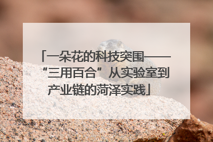 一朵花的科技突围——“三用百合”从实验室到产业链的菏泽实践