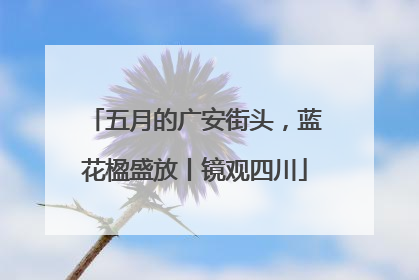 五月的广安街头，蓝花楹盛放丨镜观四川