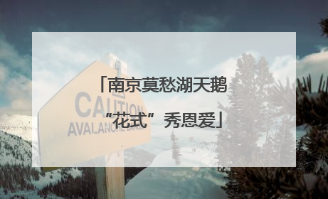 南京莫愁湖天鹅“花式”秀恩爱