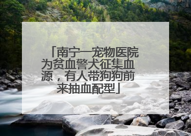 南宁一宠物医院为贫血警犬征集血源，有人带狗狗前来抽血配型