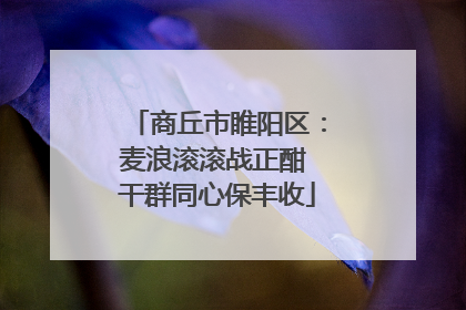 商丘市睢阳区：麦浪滚滚战正酣 干群同心保丰收
