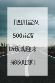 四川宣汉500亩波斯玫瑰迎来采收旺季