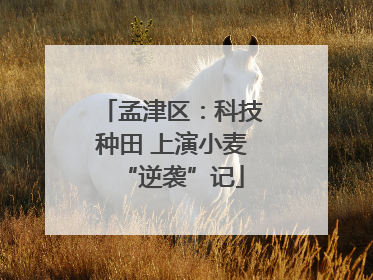孟津区：科技种田 上演小麦“逆袭”记