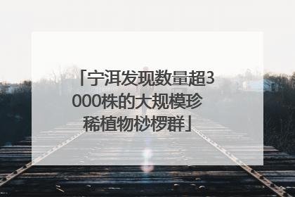 宁洱发现数量超3000株的大规模珍稀植物桫椤群
