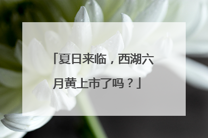 夏日来临，西湖六月黄上市了吗？