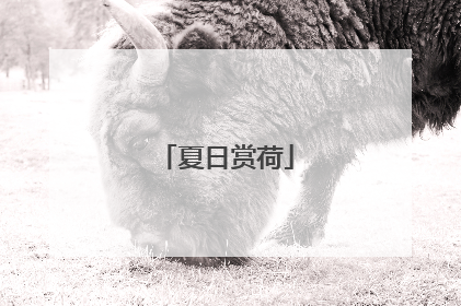 夏日赏荷