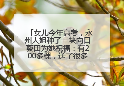女儿今年高考，永州大姐种了一块向日葵田为她祝福：有200多棵，送了很多给其他家长