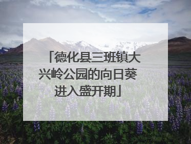 德化县三班镇大兴岭公园的向日葵进入盛开期