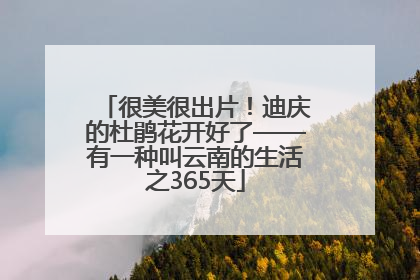 很美很出片！迪庆的杜鹃花开好了——有一种叫云南的生活之365天