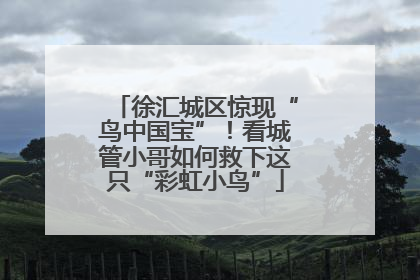 徐汇城区惊现“鸟中国宝”！看城管小哥如何救下这只“彩虹小鸟”