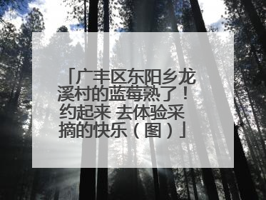 广丰区东阳乡龙溪村的蓝莓熟了！约起来 去体验采摘的快乐（图）