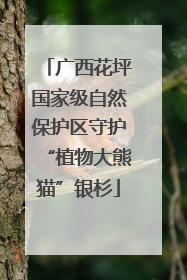 广西花坪国家级自然保护区守护“植物大熊猫”银杉