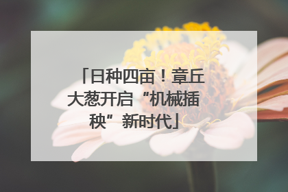 日种四亩！章丘大葱开启“机械插秧”新时代