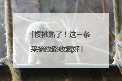 樱桃熟了！这三条采摘线路收藏好