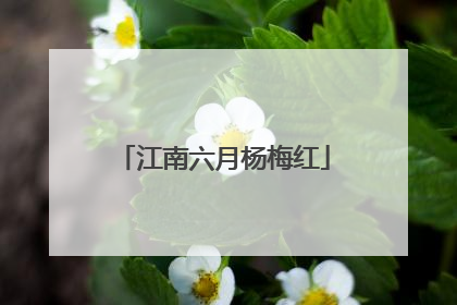 江南六月杨梅红