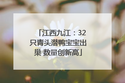 江西九江：32只青头潜鸭宝宝出巢 数量创新高