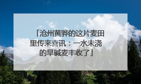 沧州黄骅的这片麦田里传来喜讯：一水未浇的旱碱麦丰收了