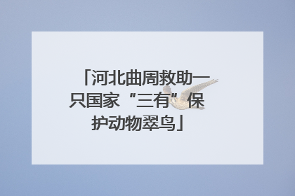 河北曲周救助一只国家“三有”保护动物翠鸟