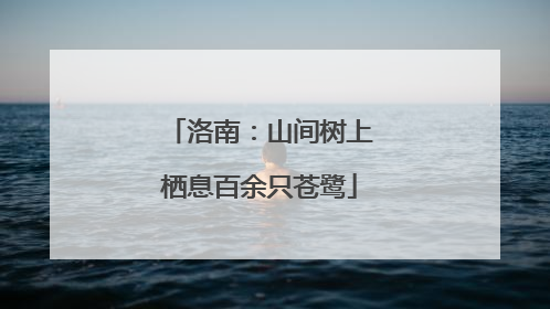 洛南：山间树上栖息百余只苍鹭