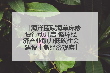 海洋蓝碳海草床修复行动开启 循环经济产业助力低碳社会建设丨新经济观察