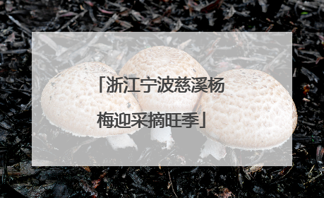 浙江宁波慈溪杨梅迎采摘旺季