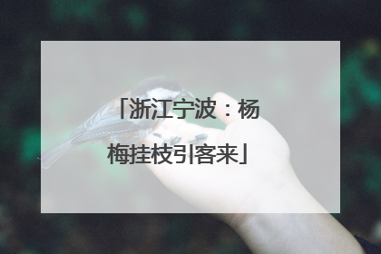 浙江宁波：杨梅挂枝引客来