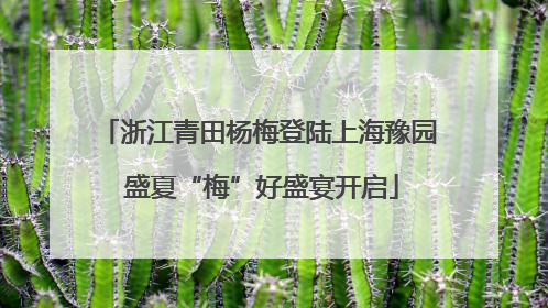 浙江青田杨梅登陆上海豫园 盛夏“梅”好盛宴开启