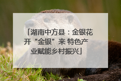 湖南中方县：金银花开“金银”来 特色产业赋能乡村振兴