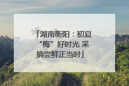 湖南衡阳：初夏“梅”好时光 采摘尝鲜正当时