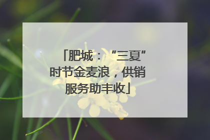 肥城：“三夏”时节金麦浪，供销服务助丰收
