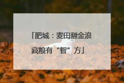 肥城：麦田翻金浪藏粮有“智”方