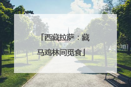 西藏拉萨：藏马鸡林间觅食