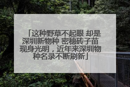 这种野草不起眼 却是深圳新物种 密穗砖子苗现身光明，近年来深圳物种名录不断刷新