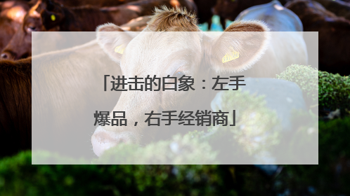 进击的白象：左手爆品，右手经销商