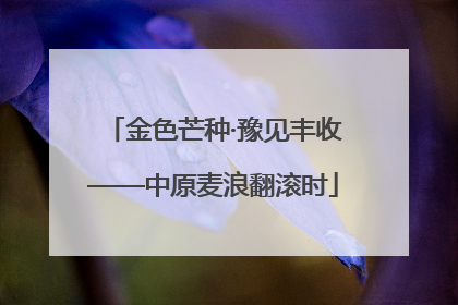 金色芒种·豫见丰收——中原麦浪翻滚时