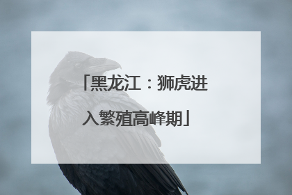 黑龙江：狮虎进入繁殖高峰期