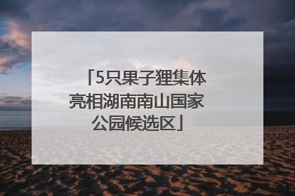 5只果子狸集体亮相湖南南山国家公园候选区
